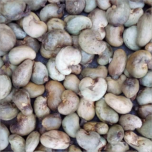 Premium raw cashews W180 W240 W320 W450 from Sri Lanka